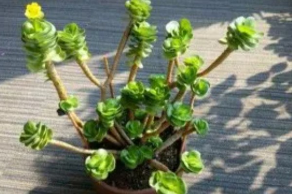 家庭种植致富项目，可种植有机蔬菜、观赏花卉等