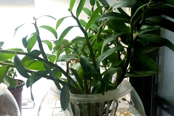 家庭种植致富项目，可种植有机蔬菜、观赏花卉等