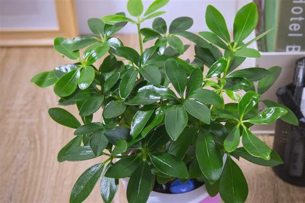 家庭种植致富项目，可种植有机蔬菜、观赏花卉等