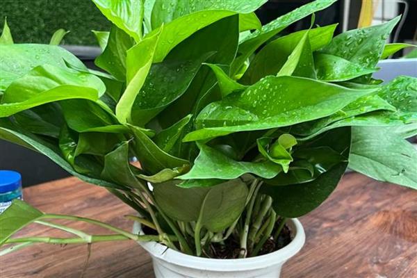 家庭种植致富项目，可种植有机蔬菜、观赏花卉等