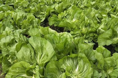 包心芥菜高效种植与科学管理技术要点