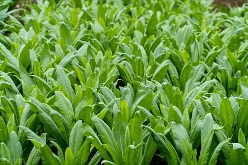 秋香菜最佳种植时间是什么时候？