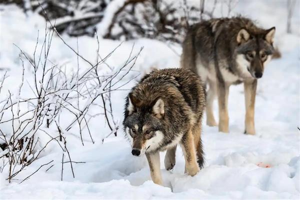 哪些手竿的价格是500元左右，神鹤、宏图、金迦潘等品牌值得推荐