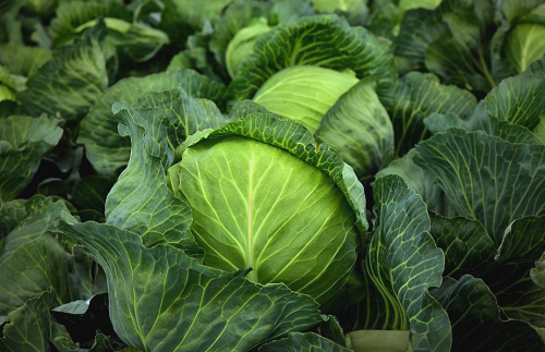 大蒜出苗慢的原因及解决方法有哪些？