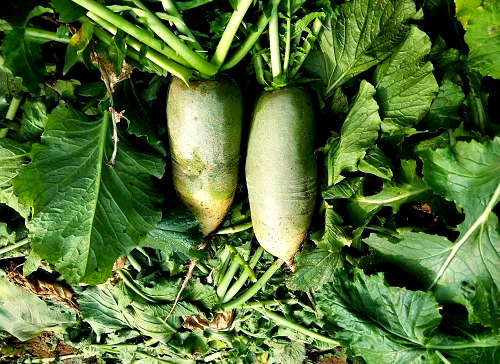 秋萝卜高产种植技术详解