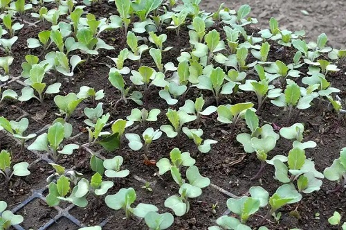 大棚蔬菜换茬前科学施肥的关键要点