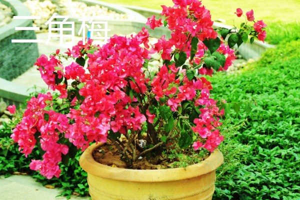 无花果是喜阴还是喜阳，无花果喜阳