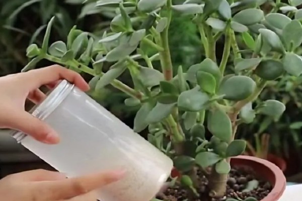 无花果是喜阴还是喜阳，无花果喜阳