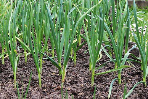 幼苗抗药能力差，科学喷药是关键防治措施