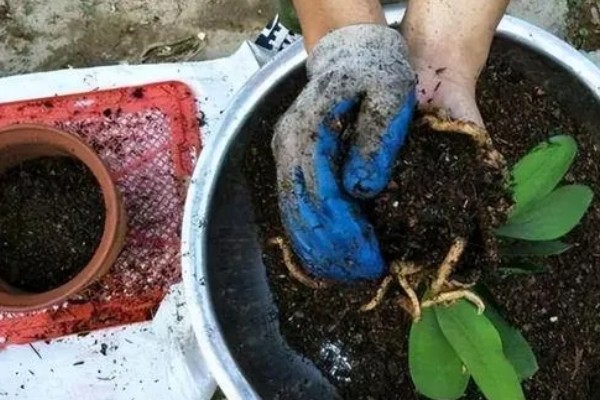 无花果是喜阴还是喜阳，无花果喜阳