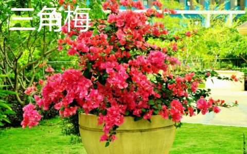 低热量水果有哪些，常见有柚子、枇杷等推荐