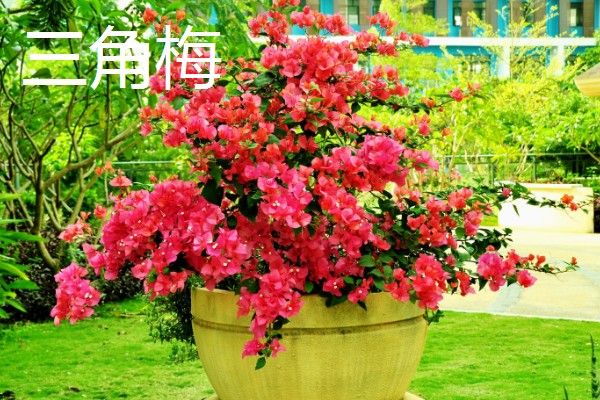 蜗牛有什么种类，常见华蜗牛、玛瑙蜗牛等品种