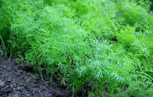 秋茬棚菜养根降温你做对了吗？如何科学管理提升产量？