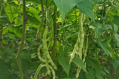 越夏黄瓜虫害高发 科学防治方法全解析