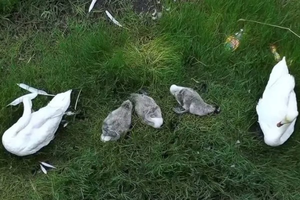 锦鲤如何喂食，投喂原则为少量多次