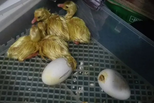 锦鲤如何喂食，投喂原则为少量多次