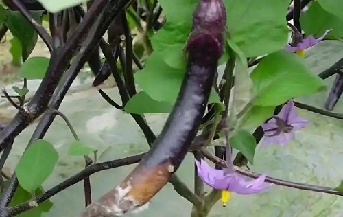 茄子绵疫病如何有效防治？