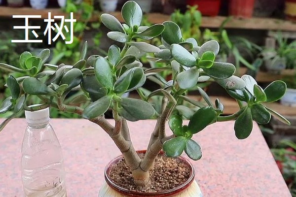 怎么养小发财树，摆放在散光充足的区域养护