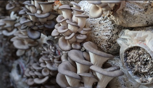 2025年夏季蔬菜防灾减灾技术指导与应对措施意见