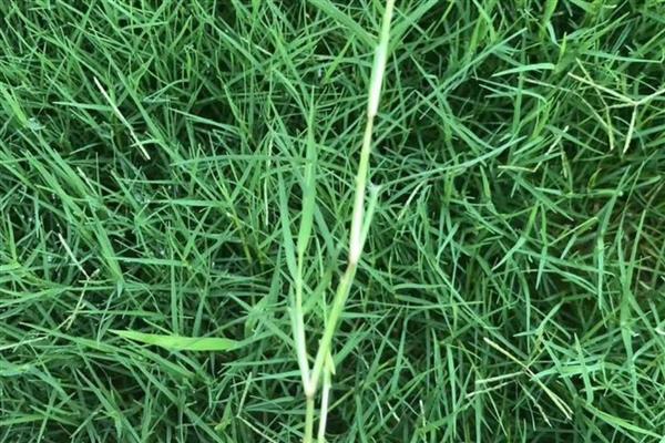 母猪难产如何助产，采取驱赶、按摩、药物催产等方法有助于分娩