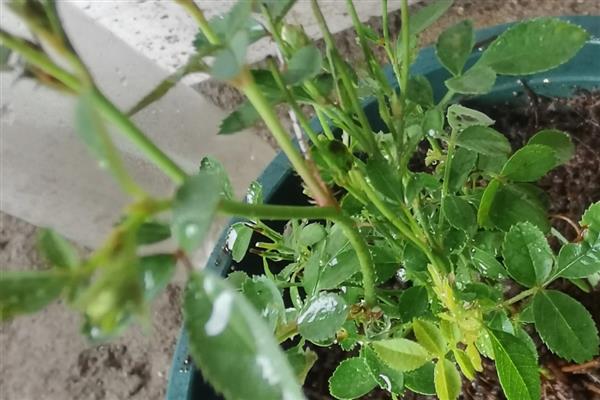 母猪难产如何助产，采取驱赶、按摩、药物催产等方法有助于分娩