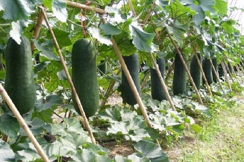 冬瓜留瓜有诀窍，科学管理增产量