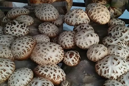 中晚稻病虫害发生趋势预报及防控建议