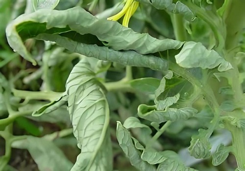 夏季番茄卷叶病高发 科学防控保障产量稳定