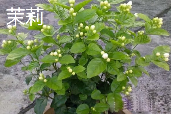 农机传动带如何维护，随时调整传动带的张紧度