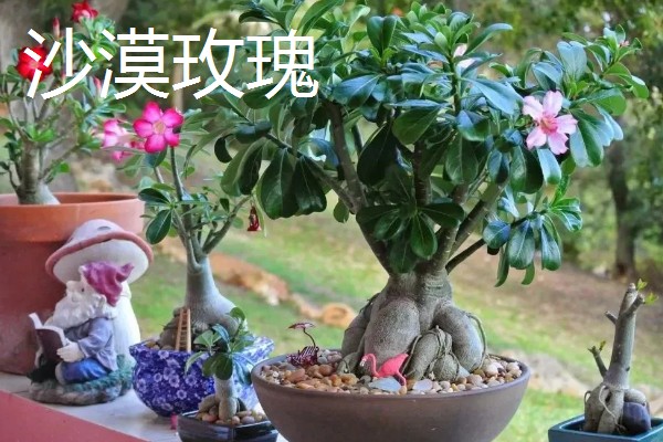 农机传动带如何维护，随时调整传动带的张紧度