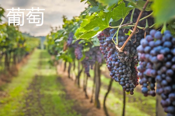 农机传动带如何维护，随时调整传动带的张紧度