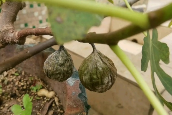 芒果角斑病的危害症状，染病后花杆会裂开