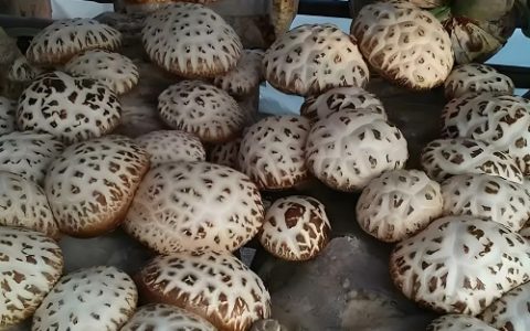 香菇种植应对高温高湿的科学方法与管理技巧