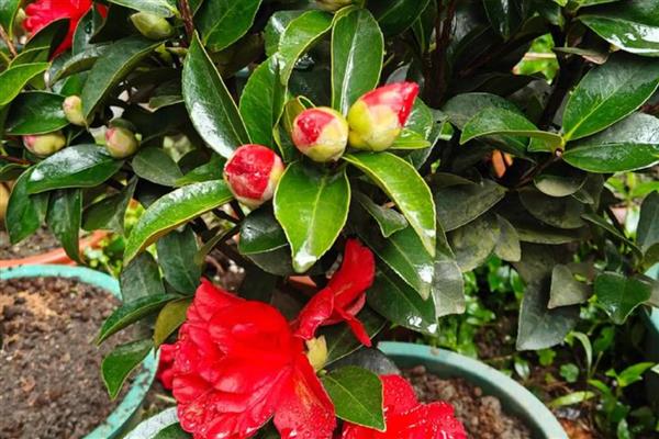 雏菊什么时候播种，8-9月播种为佳