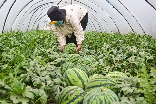 藠头是什么，是中国南方地区的一种蔬菜