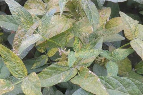 让马蹄变大的方法，施足农家肥和过磷酸钙作为基肥