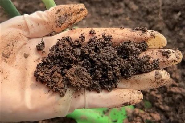 玉米草地贪夜蛾危害的症状，会出现半透明薄膜小孔