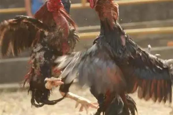 玉米草地贪夜蛾危害的症状，会出现半透明薄膜小孔