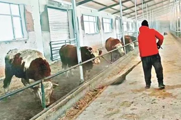 桂单2813玉米种子特征特性，注意防治虫害