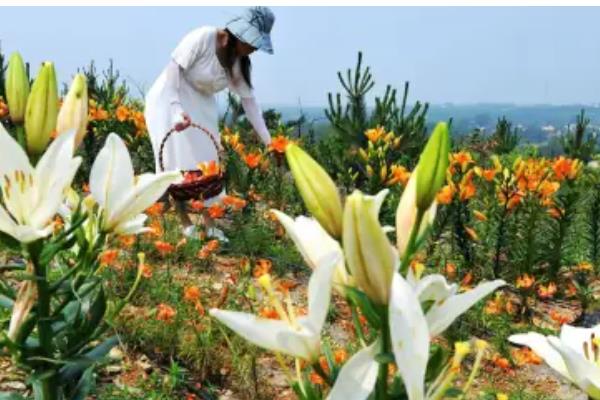 万佳福590玉米种子介绍，注意防治病虫害