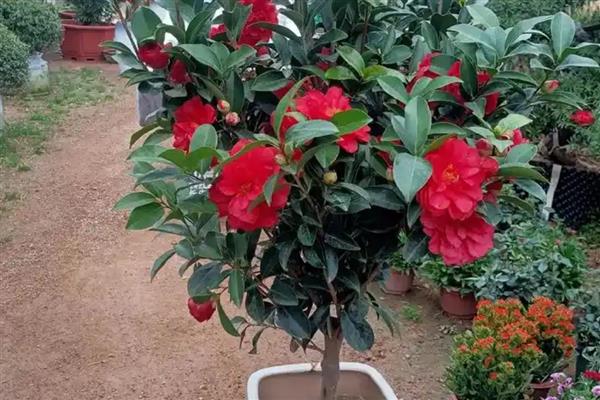 种植无籽西瓜的方法，苗期亩施尿素5公斤