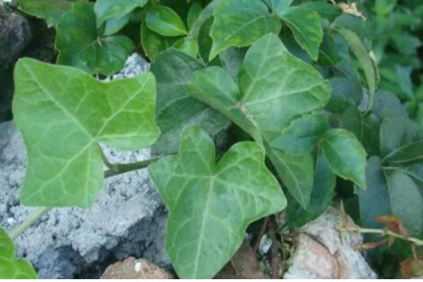 种植无籽西瓜的方法，苗期亩施尿素5公斤