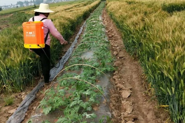 种植无籽西瓜的方法，苗期亩施尿素5公斤