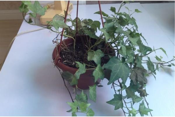 毛豆如何种植，每个穴播种4-5颗