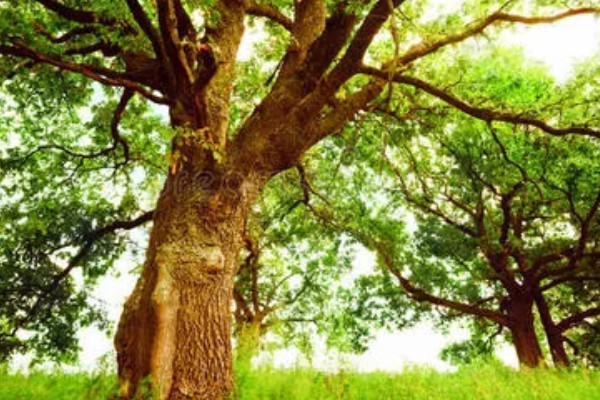 橡树的分布范围，广泛分布在北京、山东泰安等地