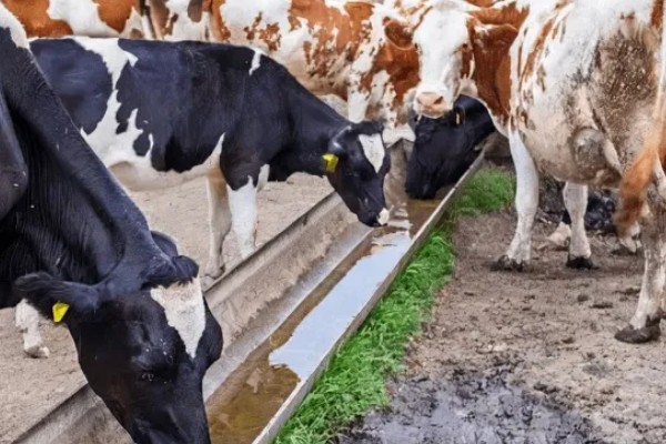 橡树的分布范围，广泛分布在北京、山东泰安等地