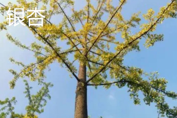 蚊香对猫是否有害，会危害肝脏和神经系统