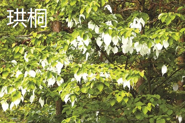 牛奶果可以放几天，没清洗过可以放2-3天