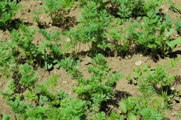 生姜绿了还可以吃吗，可以放心食用