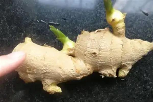 生姜绿了还可以吃吗，可以放心食用